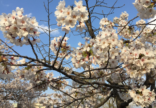 福島県の桜